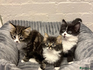 Mixed Breed cats - Advert 15