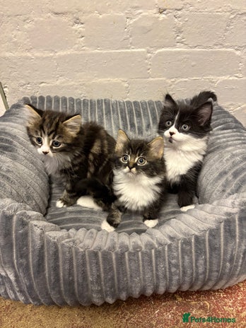 Mixed Breed cats - Advert 20