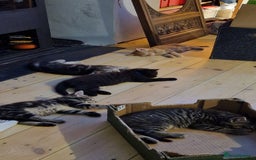 Maine Coon cats for sale: 3 maincoone x kittens - Image 7