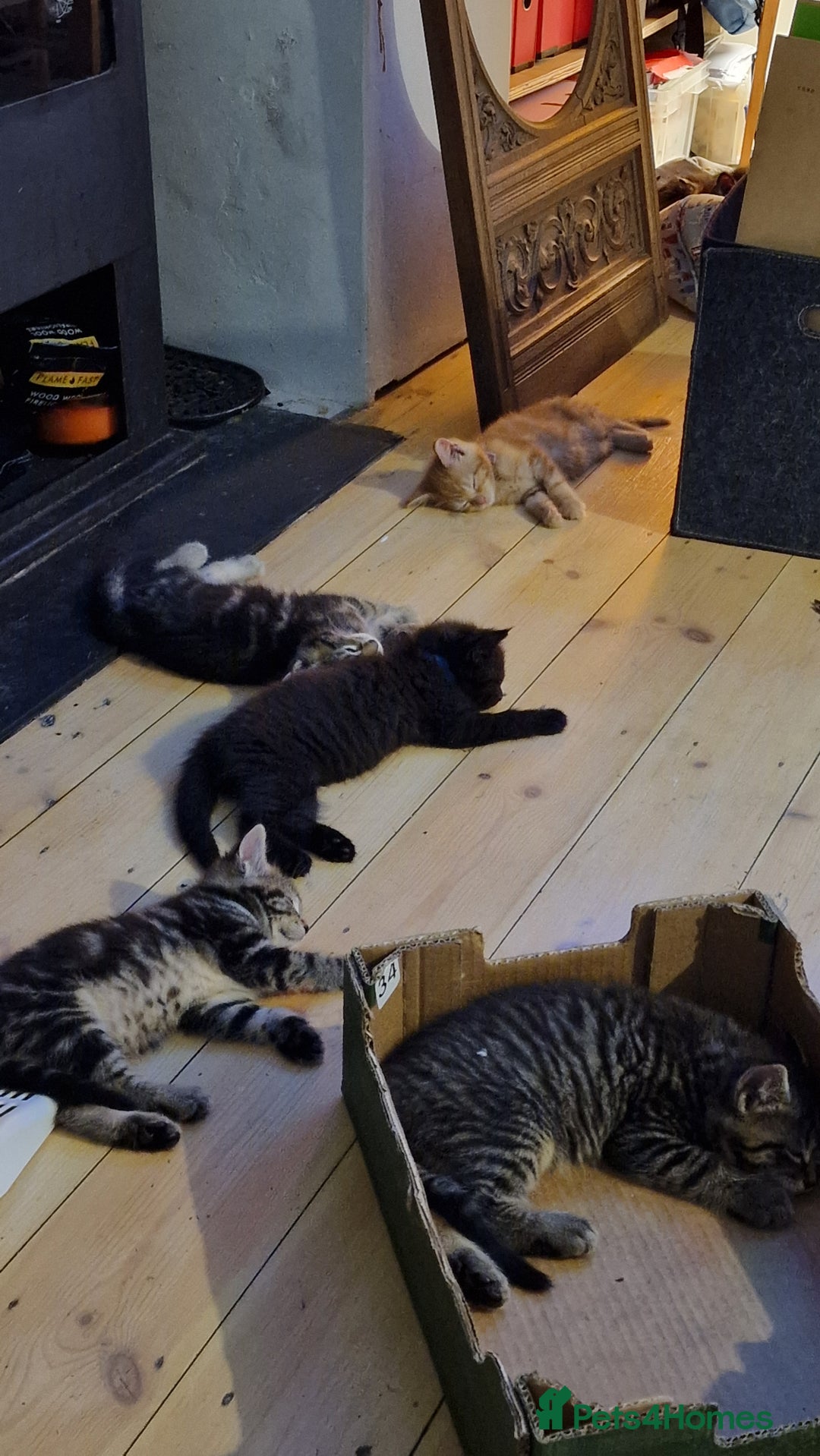 Maine Coon cats for sale: 3 maincoone x kittens - Image 7