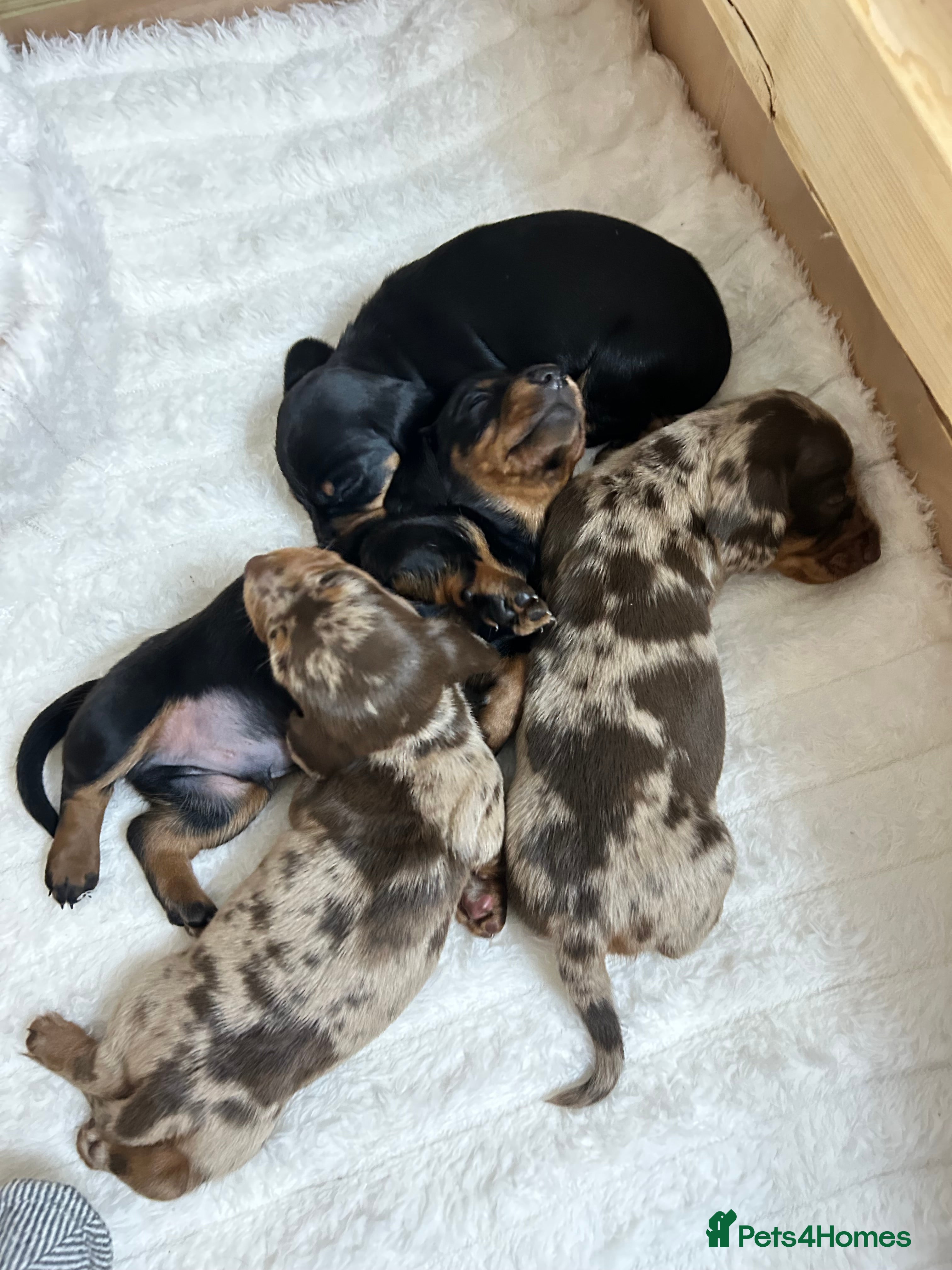 Miniature Dachshund dogs Miniature Dachshunds Ready 6th Feb  - Advert 1