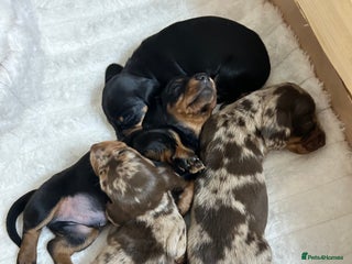 Miniature Dachshund dogs Miniature Dachshunds Ready 6th Feb - Advert 1