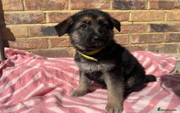German Shepherd dogs for sale: Straight back short coat female GSD - Image 5