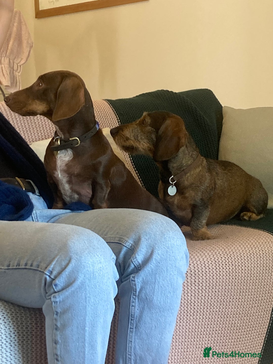 Miniature Dachshund dogs for stud: Looking for wife! Mini Wirehaired Dachshund - Image 6