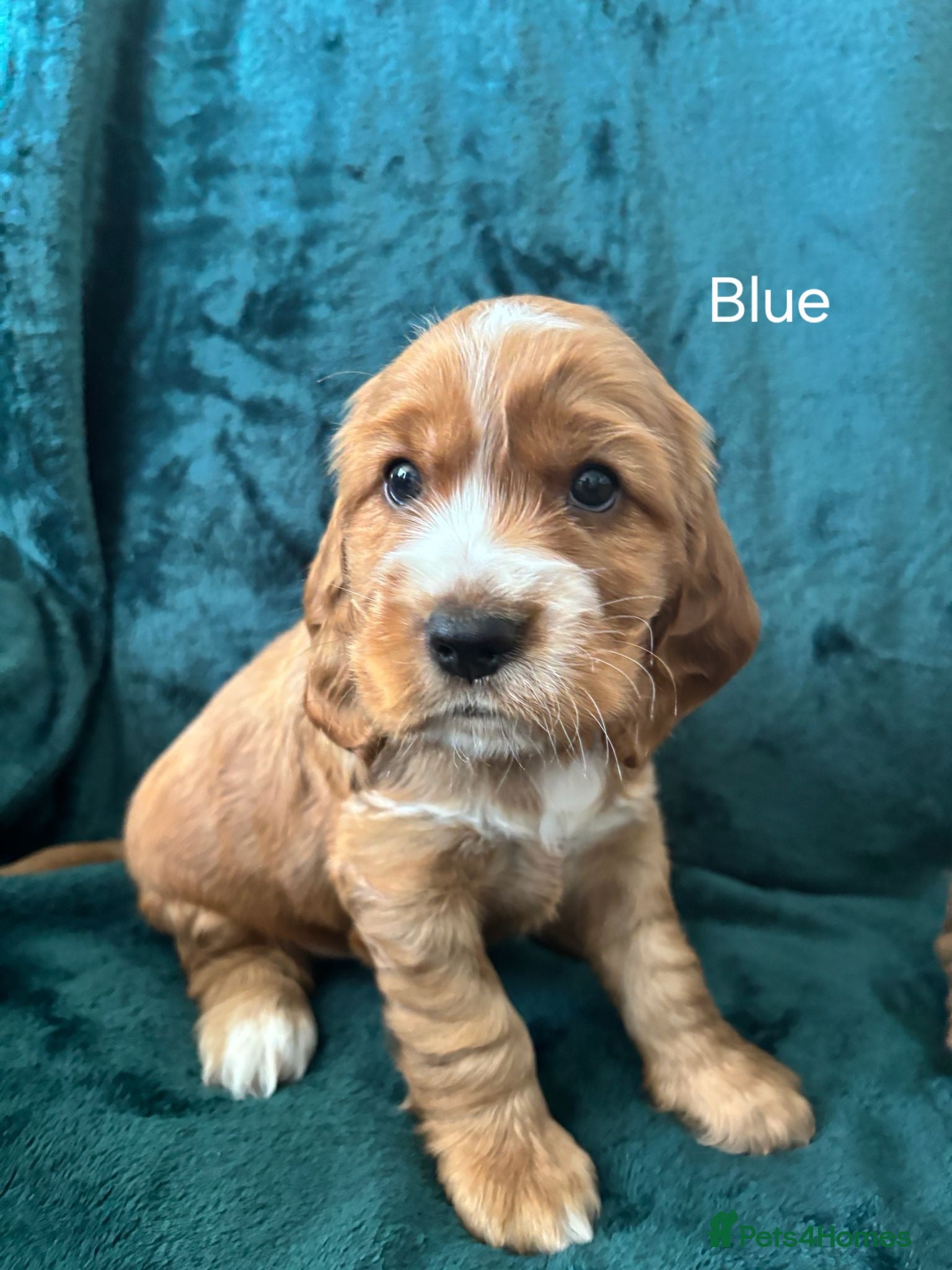 Cocker Spaniel dogs for sale: Show Cocker Spaniels Puppies in Witney - Advert 1