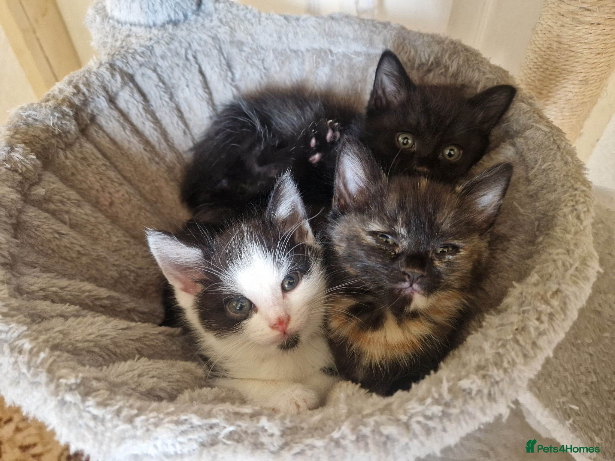 Mixed Breed cats Three kittens for sale - Advert 4
