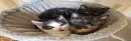 Mixed Breed cats for sale: Three kittens for sale - Advert 3