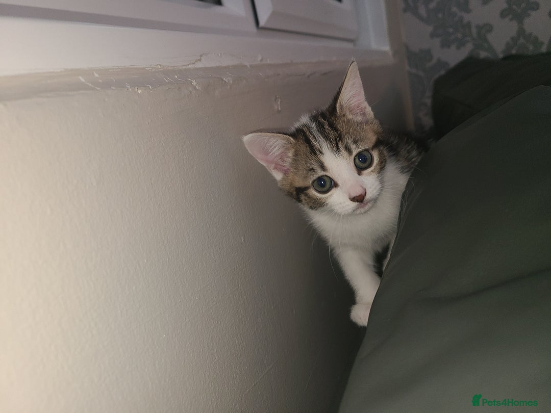 Mixed Breed cats for sale: 3 beautiful kittens - Advert 20