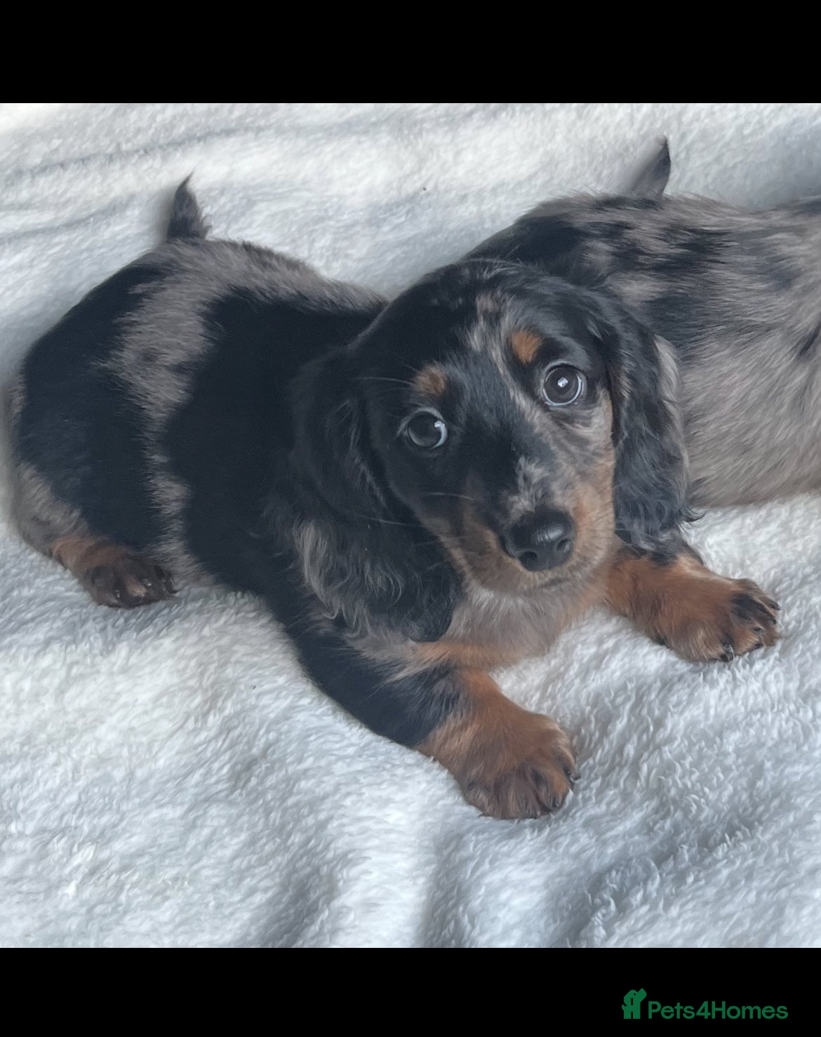 Miniature Dachshund dogs KC Long Hair Mini Dachshunds  - Advert 11