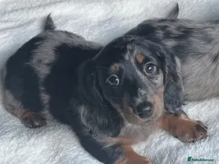 Miniature Dachshund dogs KC Long Hair Mini Dachshunds - Advert 11