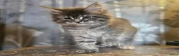 Maine Coon cats for sale: XXL Champion Line Maine Coons – Rare, Very Fluffy! - Advert 32