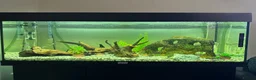 Plecos fish for sale: Fish/tank/accesories - Advert 2