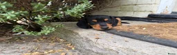 Miniature Dachshund dogs for sale: Miniature dachshund puppies  in Winchester - Advert 20