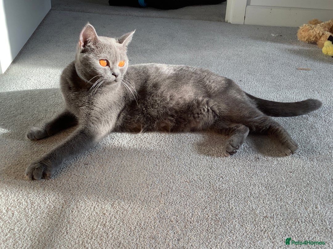 British Shorthair cats for sale: 🐾 Adorable British Shorthair Blue Kittens 🐾 - Image 15