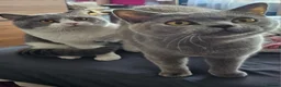 British Shorthair cats for sale: Beautiful pedigree British shorthair kittens 😸  - Advert 7