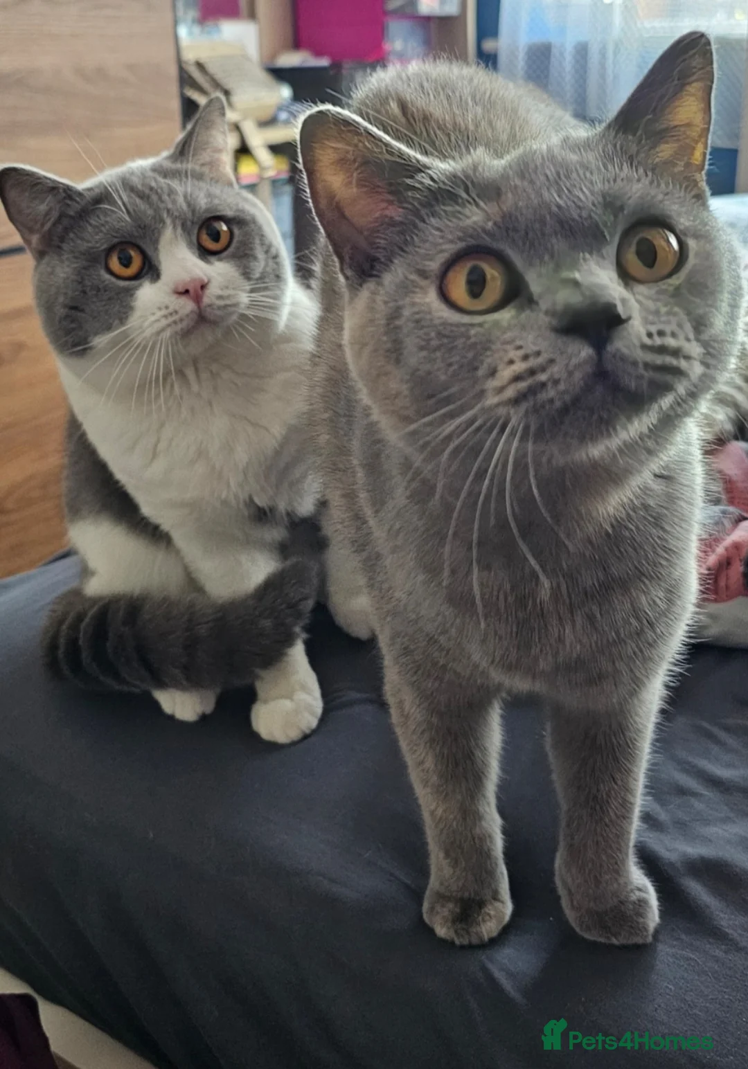 British Shorthair cats for sale: Beautiful pedigree British shorthair kittens 😸  - Advert 7