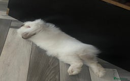 Mini Lion Lop rabbits for sale: Mini loin lop - Image 2