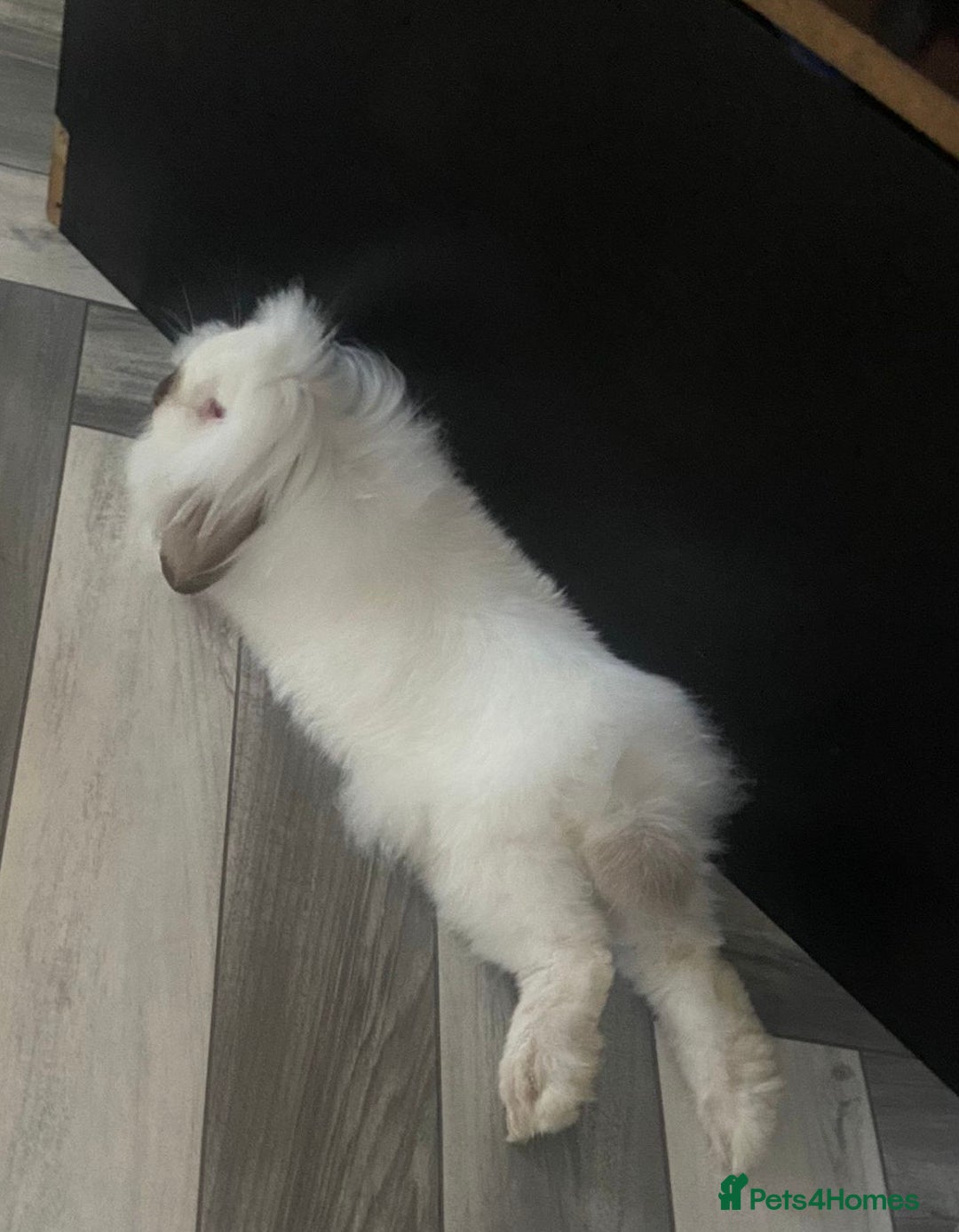 Mini Lion Lop rabbits for sale: Mini loin lop - Image 2