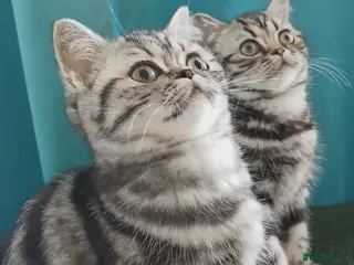 British Shorthair cats Bsh. Silver Classic Tabby kittens - Advert 2