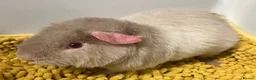 Guinea Pig rodents for sale: Teddy type boys/boars/males in Swindon - Advert 3