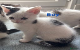 Mixed Breed cats for sale: Beautiful kittens  - Image 3