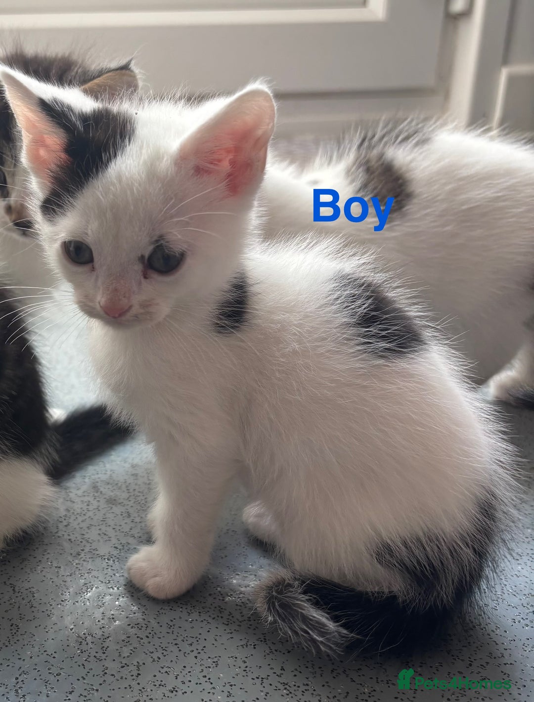 Mixed Breed cats for sale: Beautiful kittens  - Image 3