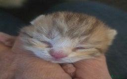 British Shorthair cats for sale: TICA reg British shorthair and longhair kittens - Image 2
