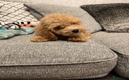 Maltipoo dogs for sale: Gorgeous 3 month old Maltipoo boy 🐶🥰 - Image 19