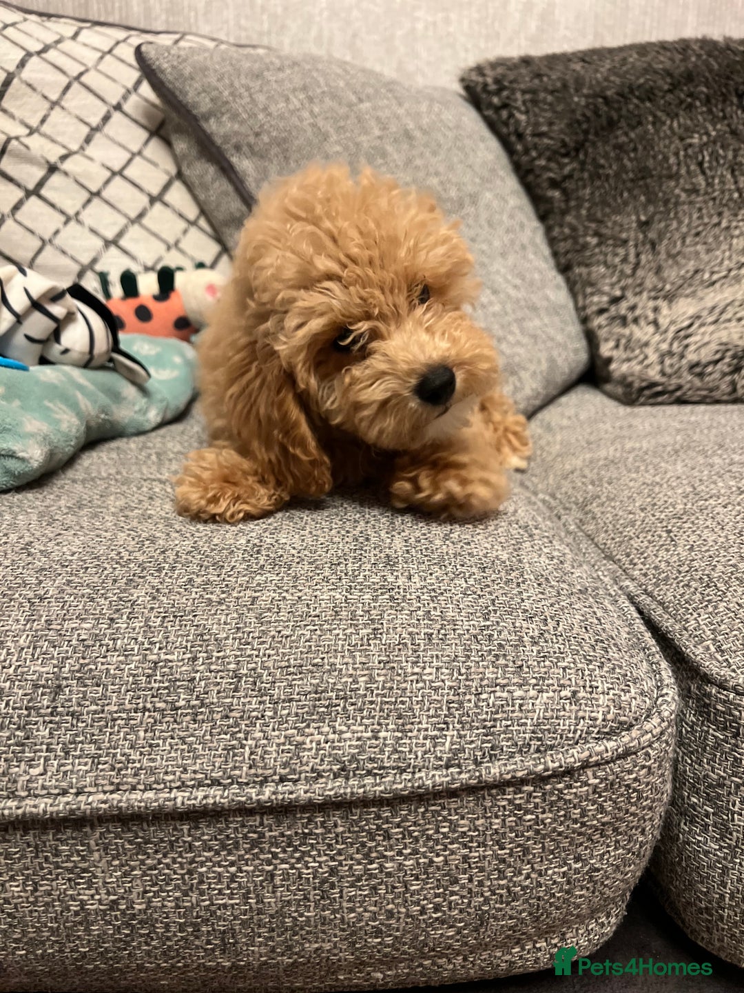 Maltipoo dogs for sale: Gorgeous 3 month old Maltipoo boy 🐶🥰 - Image 19