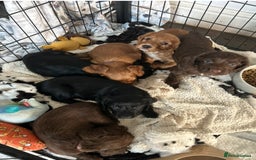 Cocker Spaniel dogs for sale: 🐶cocker spaniel puppies 🐶  - Image 4