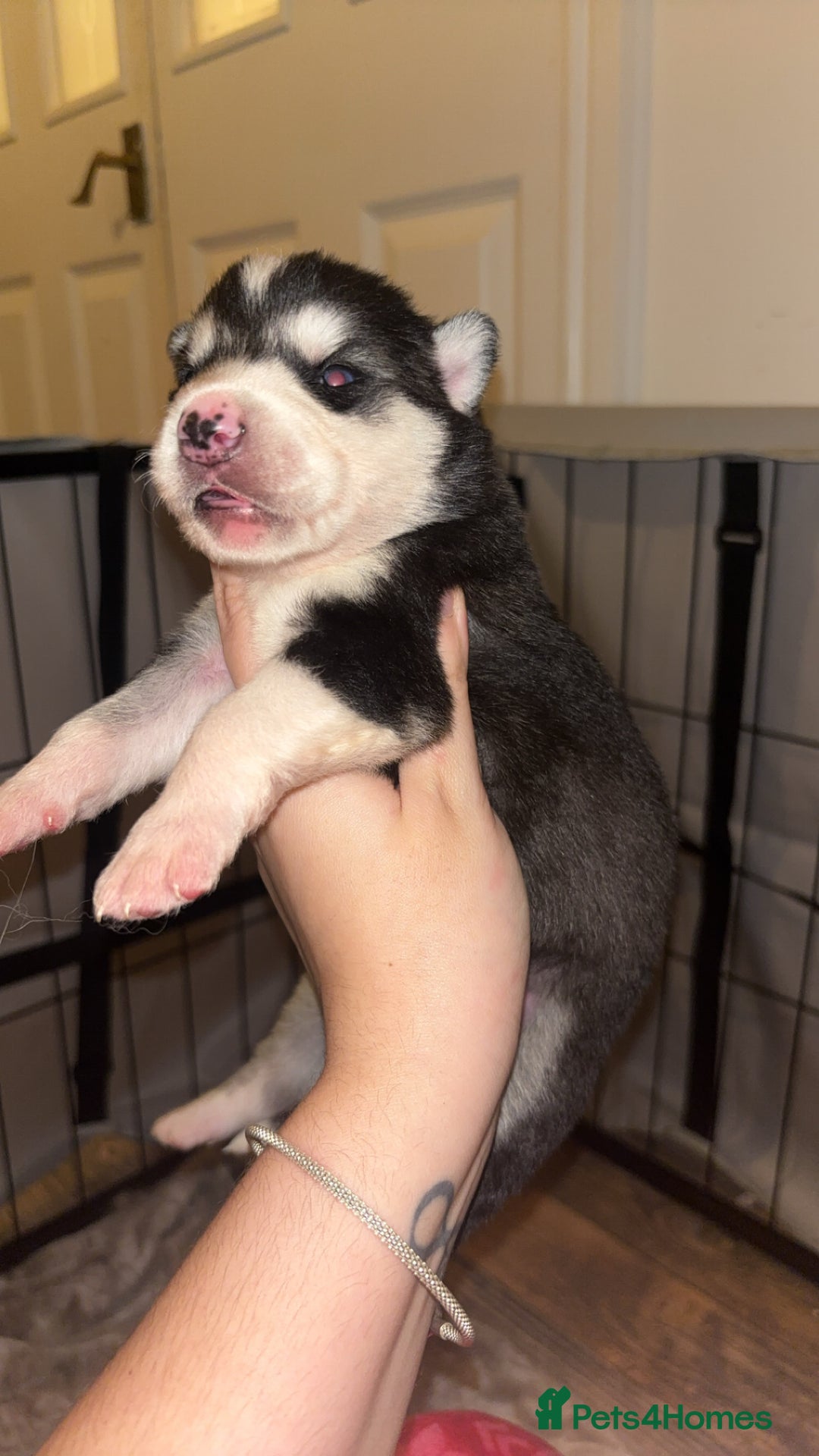 Siberian Husky dogs for sale: 6 Beautiful Siberian Husky’s ❤️ - Advert 18