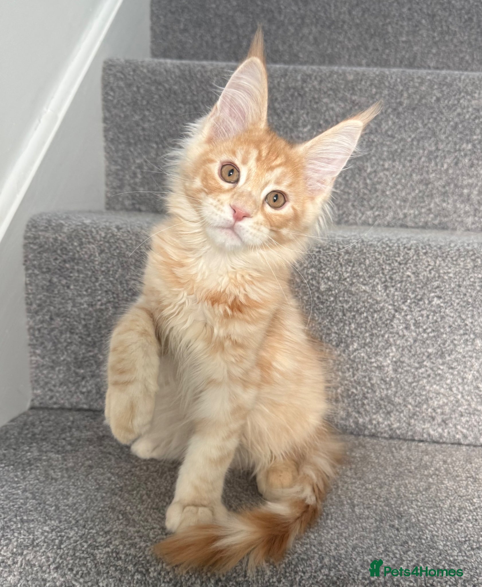 Maine Coon cats for sale: Champion line kittens 🥰 Ready to go☺️ - Advert 1