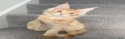 Maine Coon cats for sale: Champion line kittens 🥰 Ready to go☺️ - Advert 1