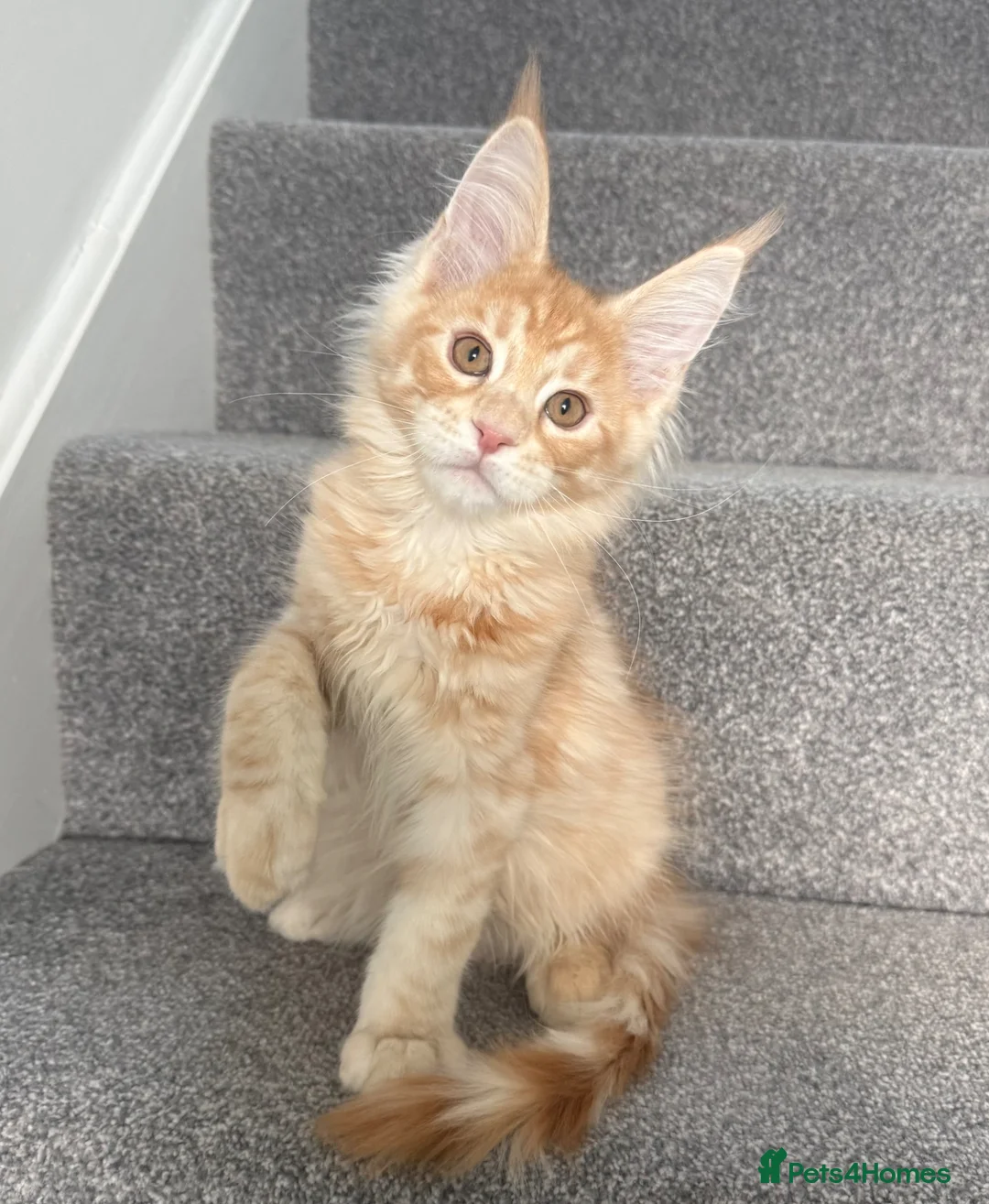Maine Coon cats for sale: Champion line kittens 🥰 Ready to go☺️ - Advert 1