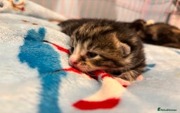 Mixed Breed cats for sale: 5 Gorgeous kittens for reserve - Image 8