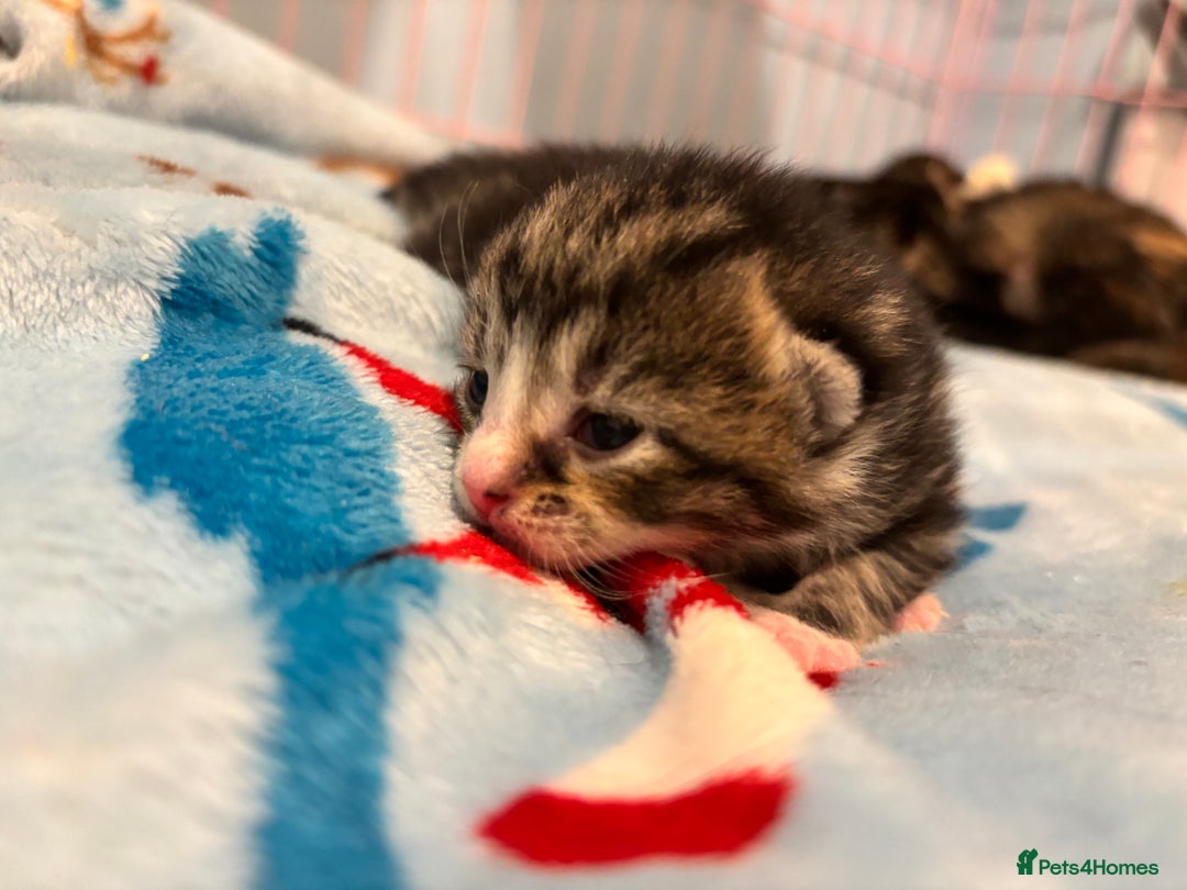 Mixed Breed cats for sale: 5 Gorgeous kittens for reserve - Image 8