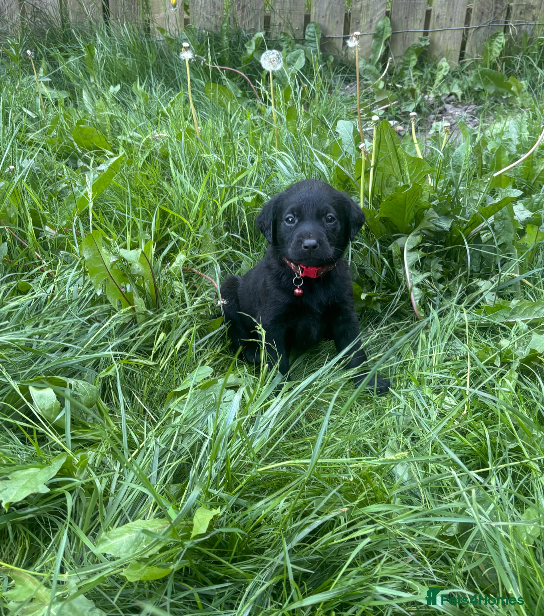 Labrador Retriever dogs Beautiful Labrador Puppies Ready for Loving Homes - Advert 7