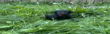 Labrador Retriever Puppy 4
