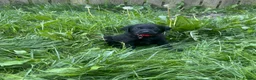 Labrador Retriever dogs for sale: Beautiful Labrador Puppies Ready for Loving Homes - Advert 1