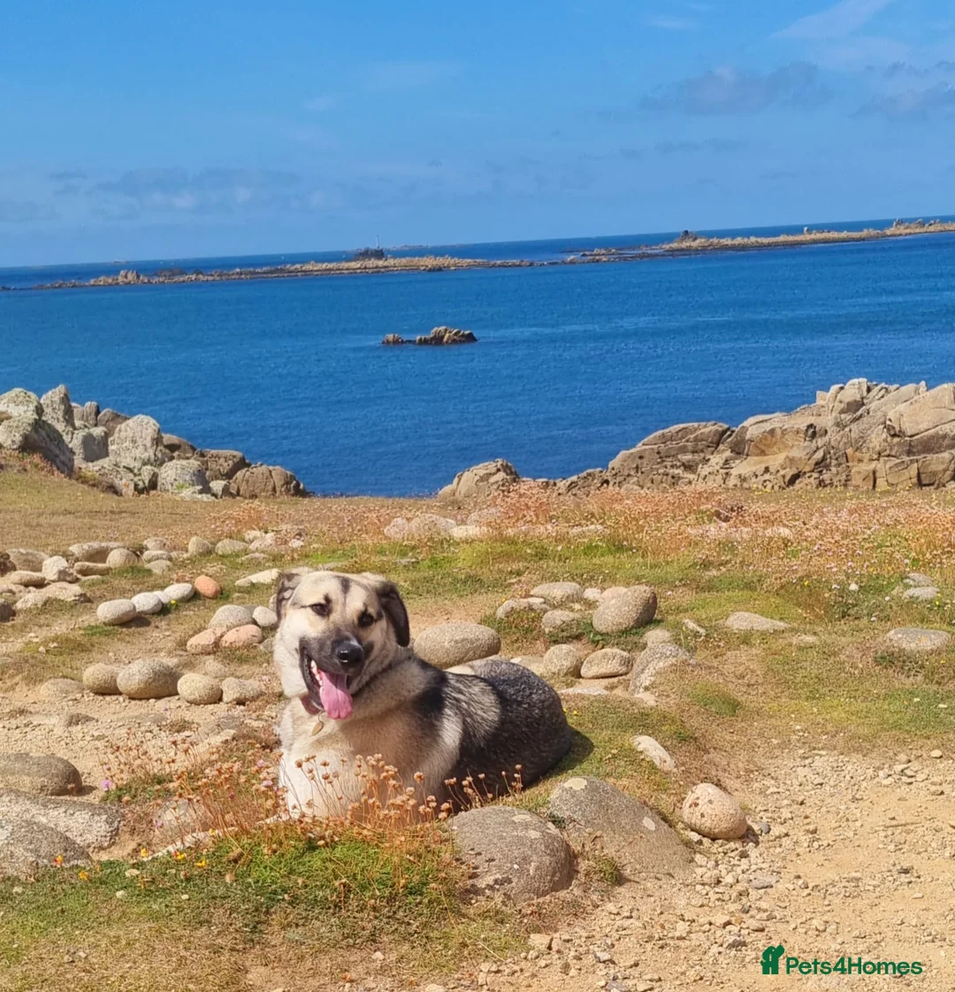 Mixed Breed dogs for adoption: Mushroom needs a new home! in Bordon - Advert 1