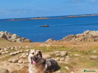 Mixed Breed dogs Mushroom needs a new home! - Advert 1