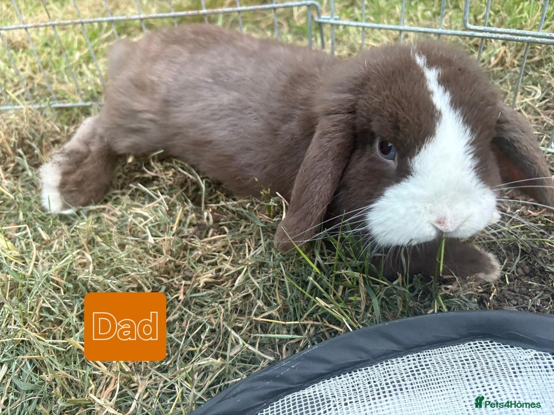 Mini Lop rabbits for sale: 💙 Baby Minilops Ready 25th💙  - Image 15