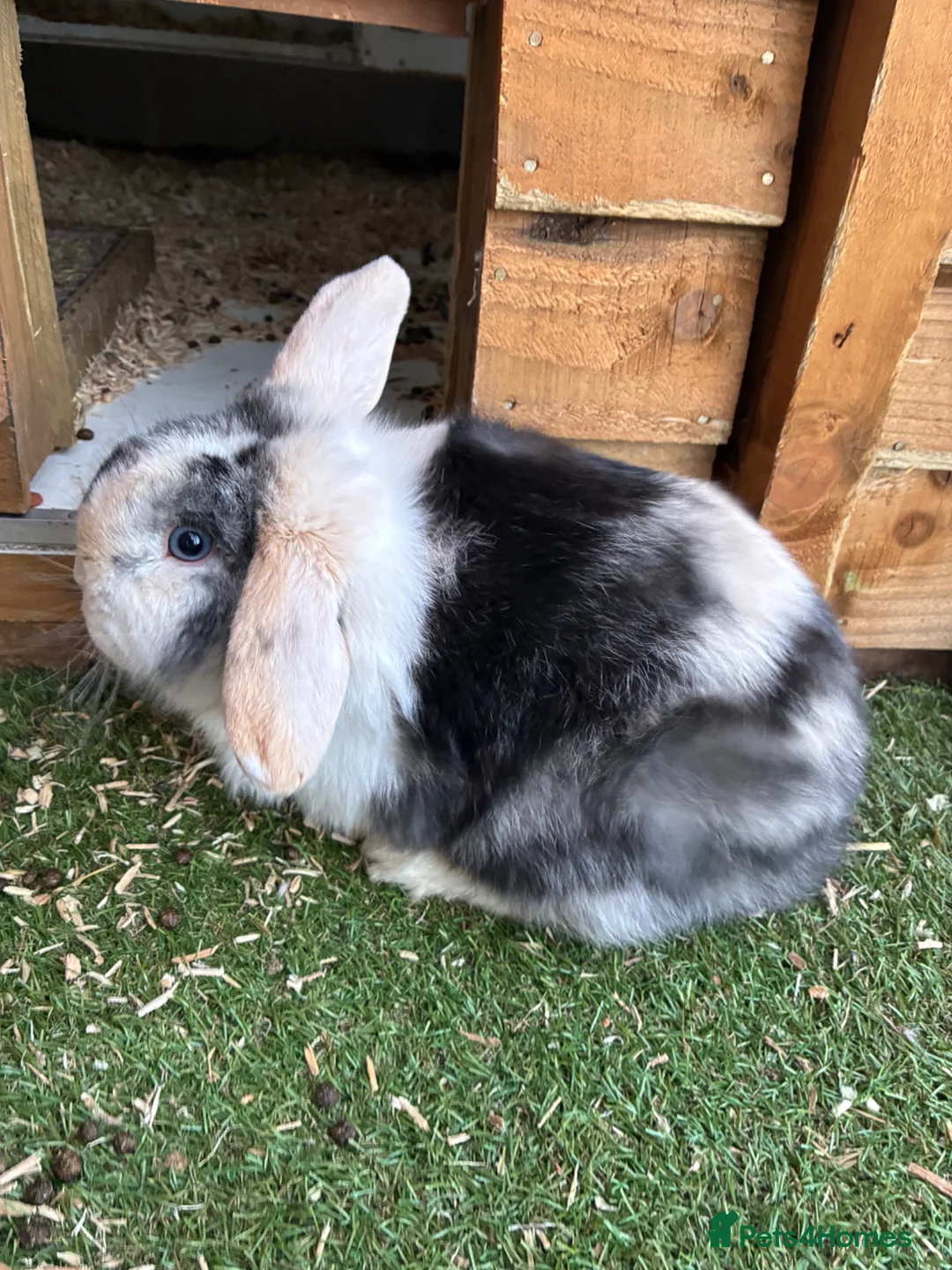 Budgerigars birds for sale: Baby mini lop males rabbits  - Advert 1