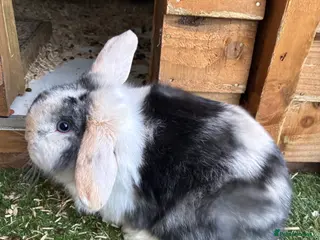 Budgerigars birds Baby mini lop males rabbits - Advert 12