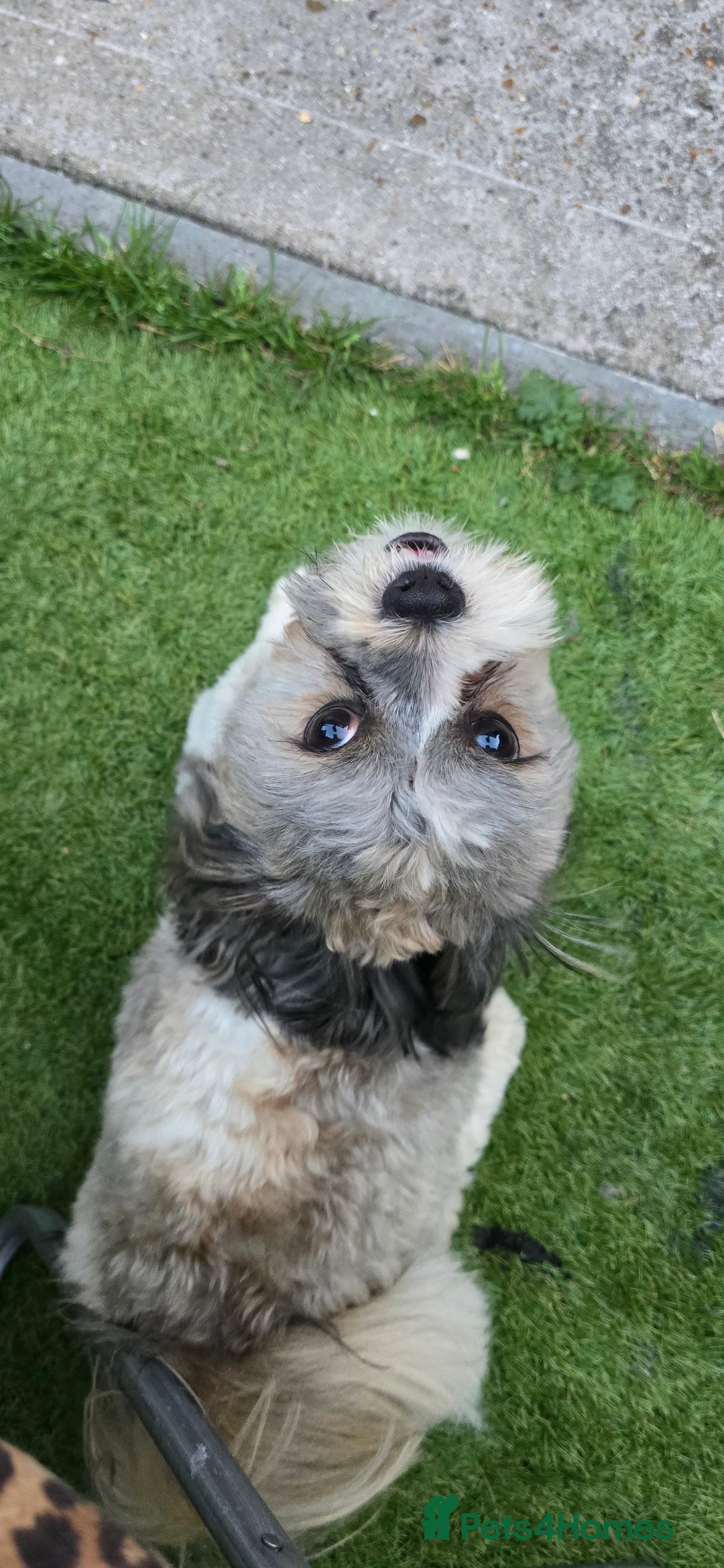Shih Tzu dogs for sale: Doggy  - Image 3