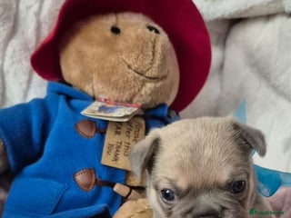 French Bulldog dogs French Bulldog Puppies - Advert 12