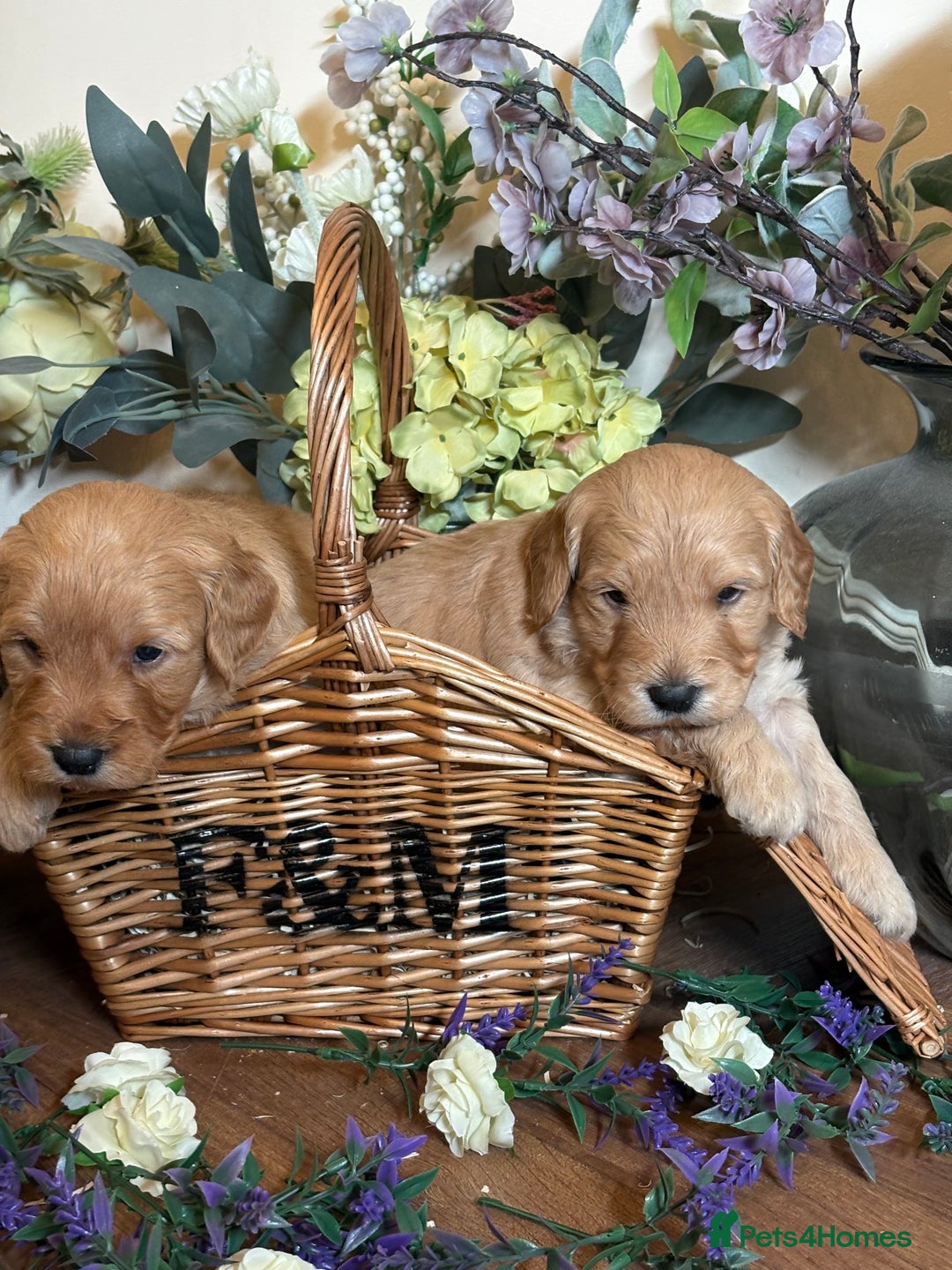 Mini Goldendoodle dogs for sale: Health tested Minature dark red/golden doodles  - Image 24