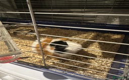 Guinea Pig rodents for sale: Male guinea pigs - Image 8