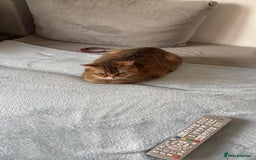British Shorthair cats for sale: ✨Beautiful British Shorthair Kittens Ready now✨ - Image 14