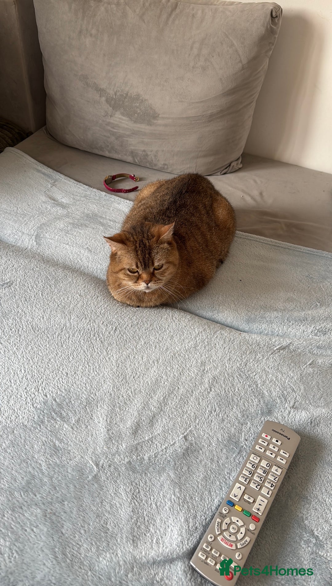 British Shorthair cats for sale: ✨Beautiful British Shorthair Kittens Ready now✨ - Image 14